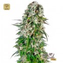 Big Bud Auto