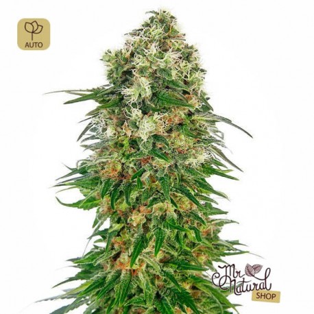 Shiva Skunk Auto · Sensi Seeds