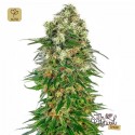 Shiva Skunk Auto