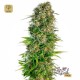 Hindu Kush Auto · Sensi Seeds