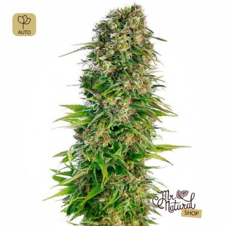 Hindu Kush Auto · Sensi Seeds