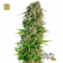 Hindu Kush Auto