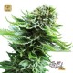 Northern Lights Auto · Sensi Seeds