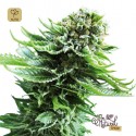 Northern Lights Auto