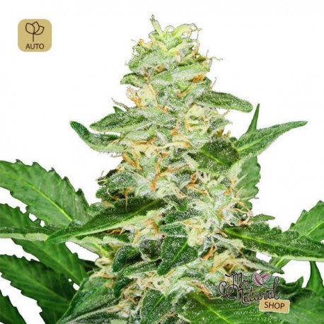 Super Skunk Auto · Sensi Seeds