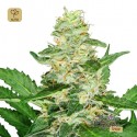 Super Skunk Auto