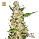 Skunk #1 Auto · Sensi Seeds