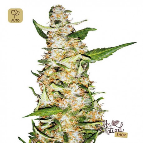 Skunk #1 Auto · Sensi Seeds