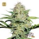 Sensi Skunk Auto · Sensi Seeds