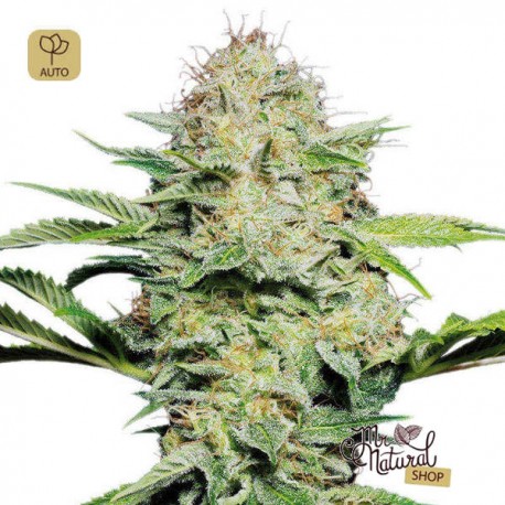 Sensi Skunk Auto · Sensi Seeds