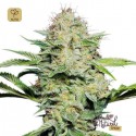 Sensi Skunk Auto