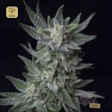 Auto Bubblegum