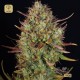 Auto MK-Ultra Kush · T.H.Seeds