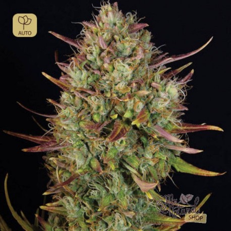 Auto MK-Ultra Kush · T.H.Seeds