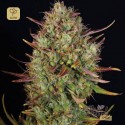 Auto MK-Ultra Kush