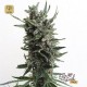 Auto Critical HOG · T.H.Seeds