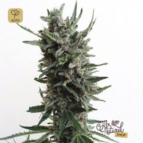Auto Critical HOG · T.H.Seeds