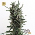 Auto Critical HOG