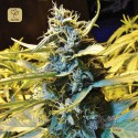 Auto Northern HOG