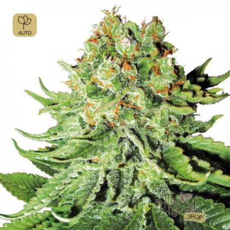 Northern Lights Auto · White Label