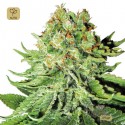 Northern Lights Auto