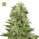 Skunk 1 Auto · White Label
