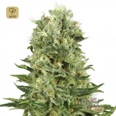 Skunk 1 Auto · White Label