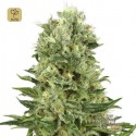 Skunk 1 Auto