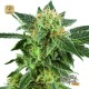 Snow Ryder Auto · White Label