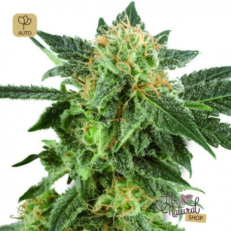 Snow Ryder Auto · White Label