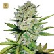 Super Skunk Auto · White Label