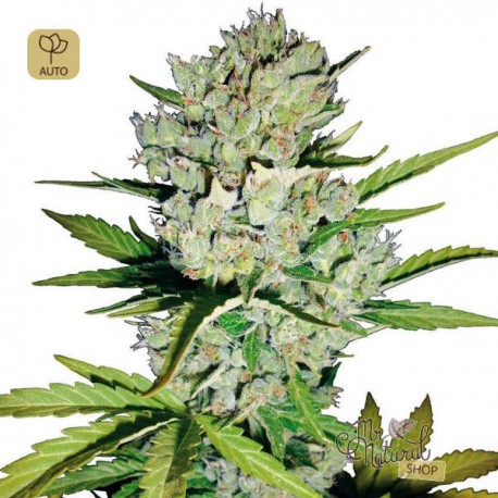 Super Skunk Auto · White Label