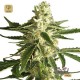 White Diesel Haze Auto · White Label