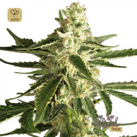 White Diesel Haze Auto · White Label