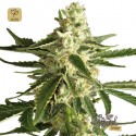 White Diesel Haze Auto