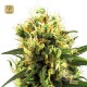 White Haze Auto · White Label