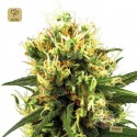 White Haze Auto