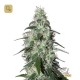 Pulsar · Buddha Seeds