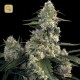 Quasar · Buddha Seeds