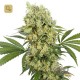 Medikit CBD · Buddha Seeds