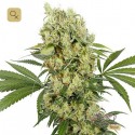 Medikit CBD
