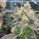 Dream Berry · Female Seeds