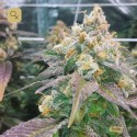 Dream Berry