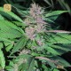 Pakistan Chitral Kush · Cannabiogen