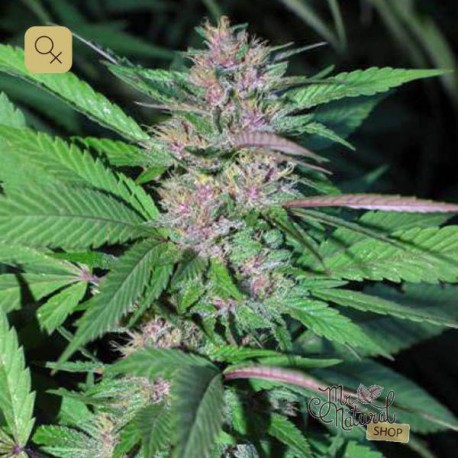 Pakistan Chitral Kush · Cannabiogen