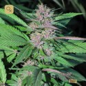 Pakistan Chitral Kush