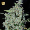 Purple Mexican