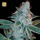 Lemon OG Kush · DNA Genetics