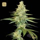Cannalope Kush · DNA Genetics