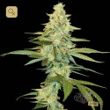 Cannalope Kush